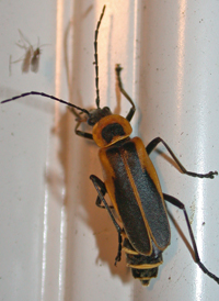 Goldenrod Soldier Beetle